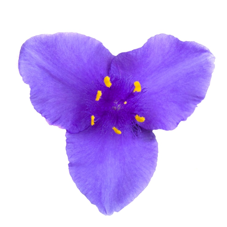 Foto flor trifoliada azul