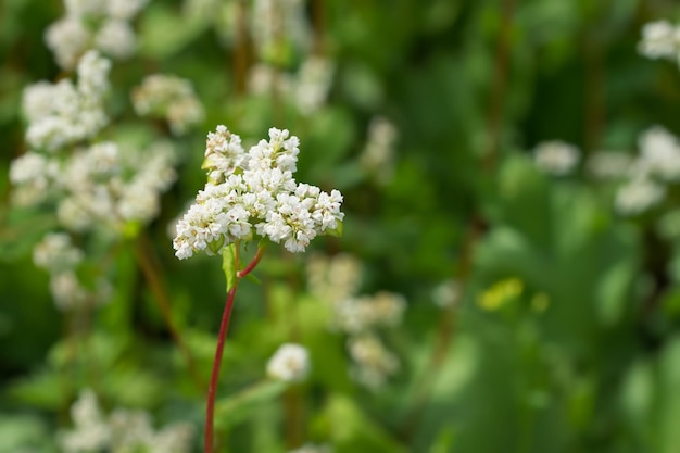 flor del trigo sarraceno en el campo