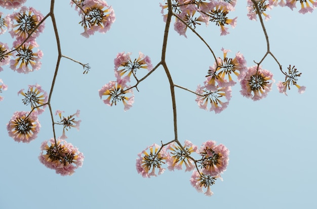 Flor de trompeta rosa en cielo azul