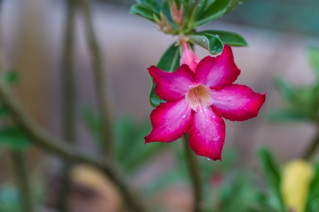 Flor Tropical Adenium Rosa com gota