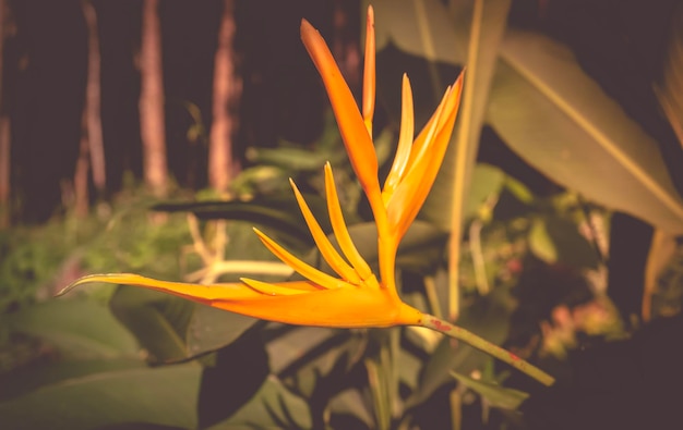 Flor tropical amarela florescendo