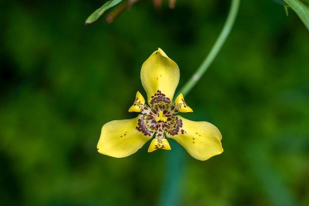 Flor tropical amarela na ilha Bali Indonésia Fechar