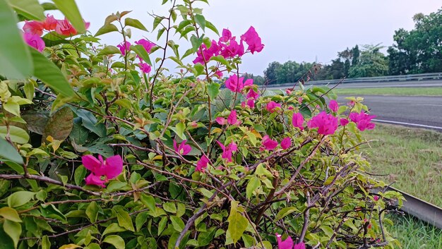 Flor tropical Bougainvillea buttiana también conocida como bunga kertas que florece en el jardín Impresionante