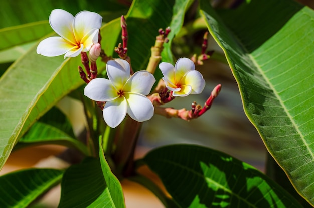 Flor tropical de cerca la imagen, la naturaleza de fondo