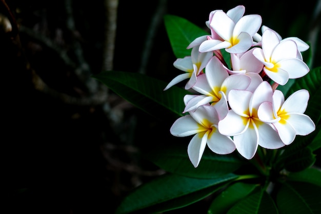 Flor tropical dos termas do Frangipani. Plumeria flor na planta.