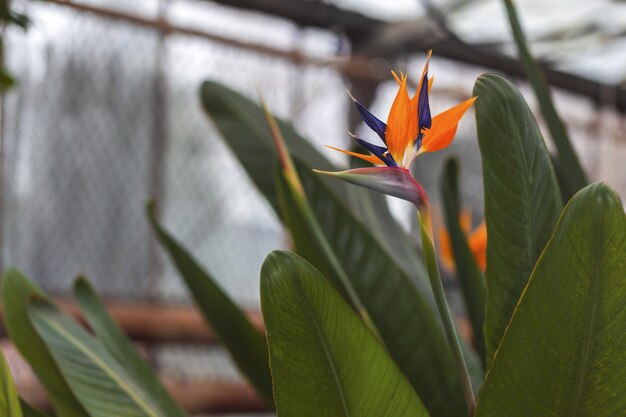 Flor tropical exótica de Strelitzia em estufa