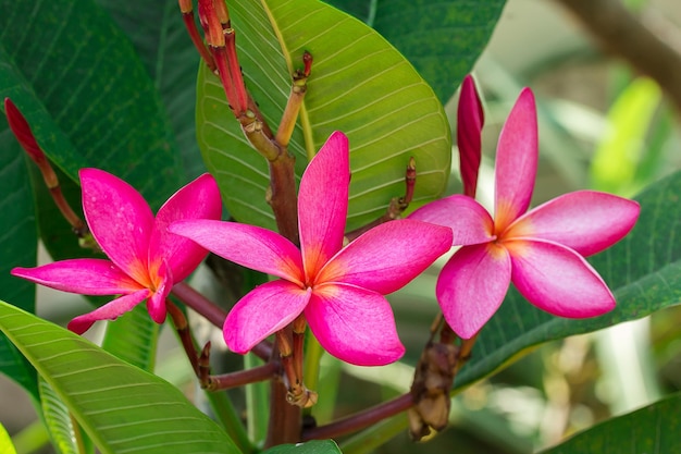 flor tropical frangipani