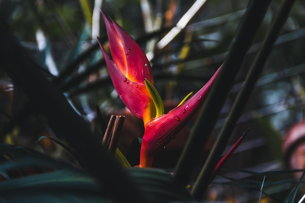 Flor tropical de heliconia bihai en flor Espacio de copia Enfoque selectivo