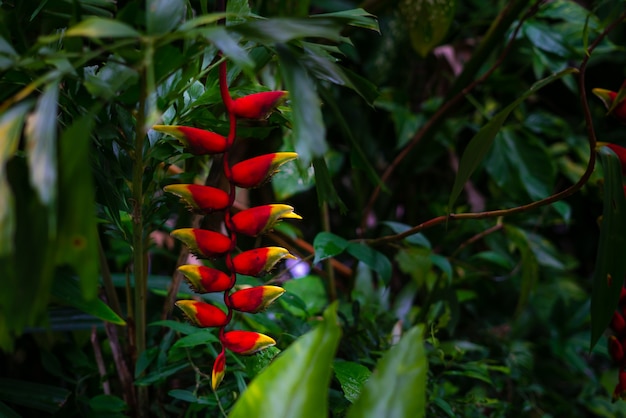 Foto flor tropical de heliconia en tailandia.