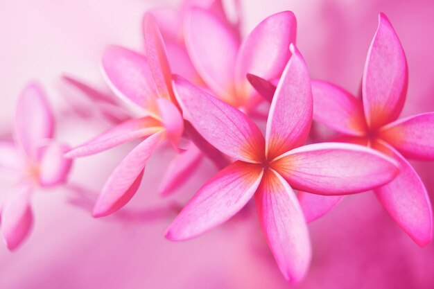 flor tropical plumeria rosa florescendo