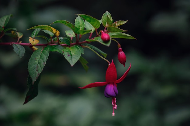 Flor tropical roja en el jardín verde oscuro Tailandia