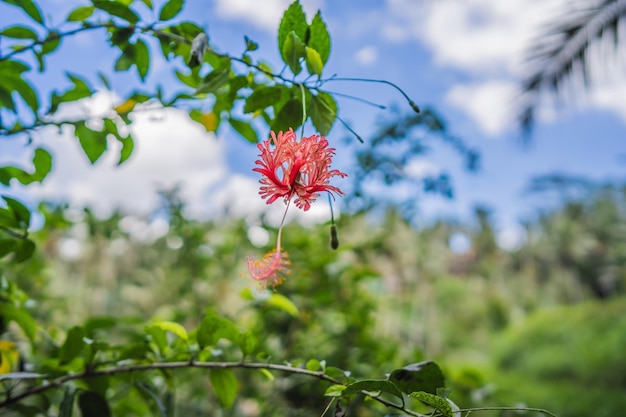 Flor tropical roja sobre un fondo de cielo azul y azul