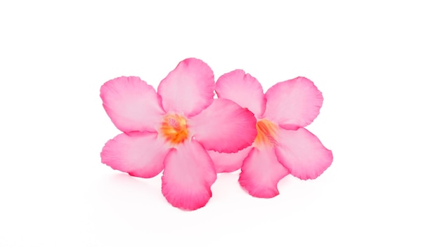 Flor tropical Rosa Adenium Deserto rosa em fundo branco isolado