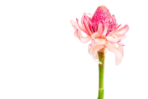 Flor tropical rosa antorcha jengibre (Etlingera elatior o zingiberaceae), aislado sobre fondo blanco, espacio de copia