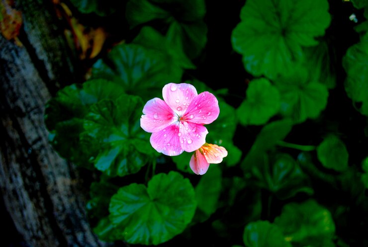 Flor tropical rosa fresca con fondo borroso hoja verde