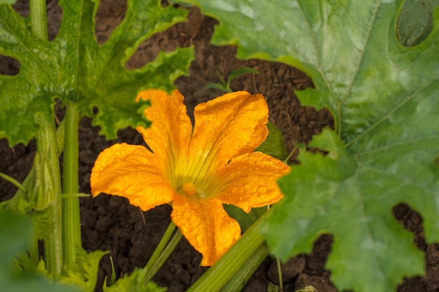 Flor de tuétano vegetal que crece en arbusto. Planta de calabacín con hojas verdes y flores en el jardín de verano.