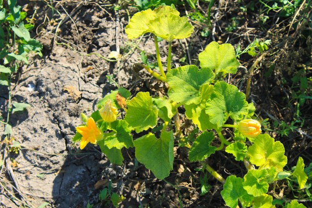 Flor de tuétanos