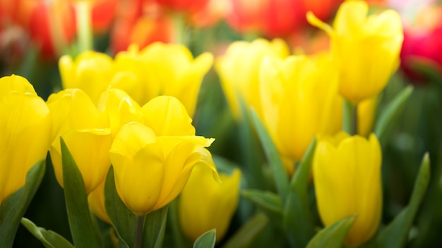 Foto flor tulipa amarela colorida no jardim da natureza