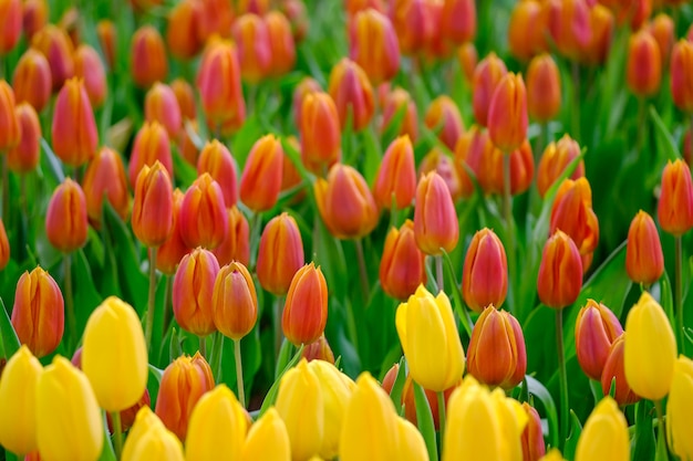 Flor tulipa com fundo verde folha