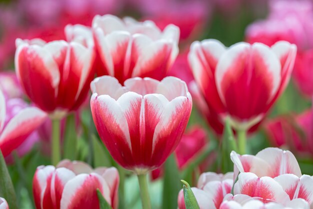 Flor tulipa em campo no inverno ou primavera