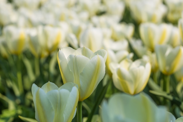 Flor tulipa Floresça no jardim no verão ensolarado ou dia de primavera. Flor para decoração de beleza de cartão postal e projeto de conceito de agricultura.