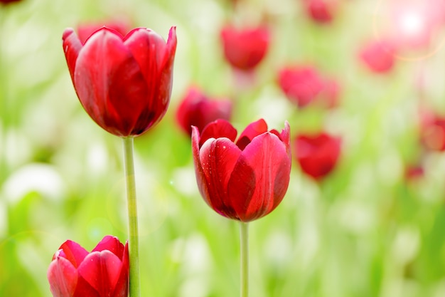 Flor tulipa florescendo no campo