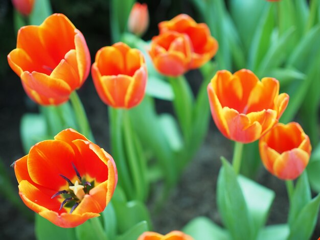 flor tulipa na luz do sol