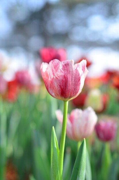 flor tulipa na luz do sol