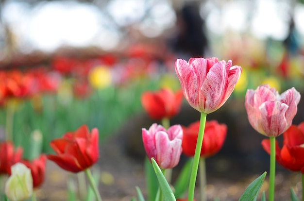 flor tulipa na luz do sol