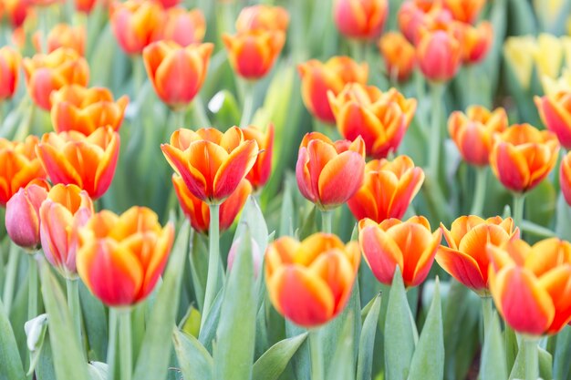 Flor tulipa no campo de tulipa com fundo verde folha no inverno ou dia de primavera