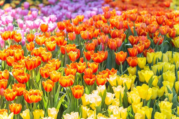Flor tulipa no campo de tulipa com fundo verde folha no inverno ou dia de primavera