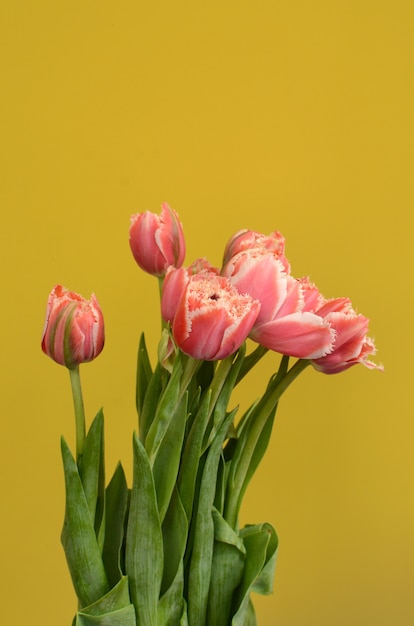 Flor tulipa rosa em fundo amarelo