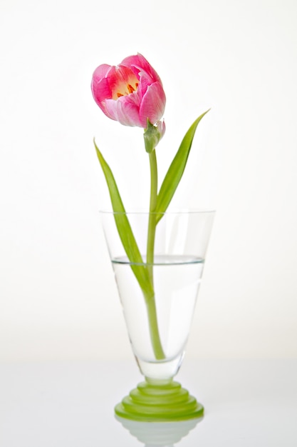 Foto flor tulipa rosa fresca em vaso