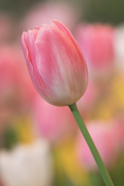 Flor tulipa rosa linda turva no fundo da natureza. As flores macias borram o fundo doce do tom das cores.