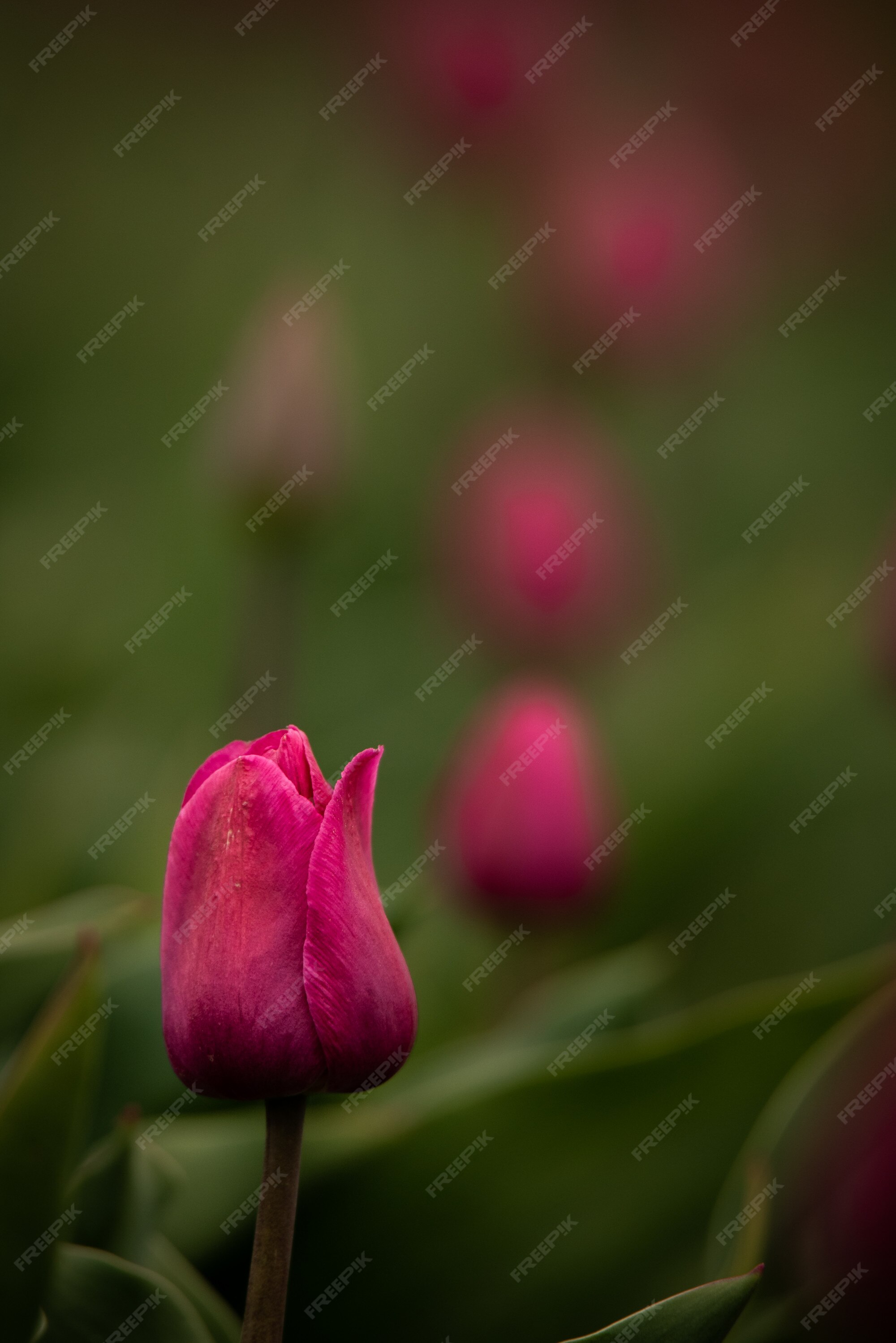 Flor tulipa roxa com fundo natural difuso | Foto Premium