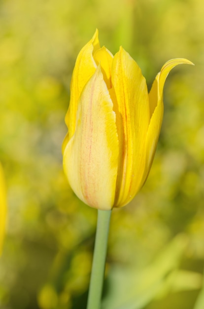 Flor de tulipa Seattle al aire libre Lirio floreciente colorido tulipán