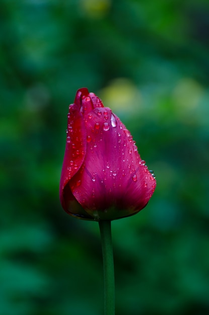 Flor tulipa vermelha brilhante sob orvalho cai no jardim das chuvas