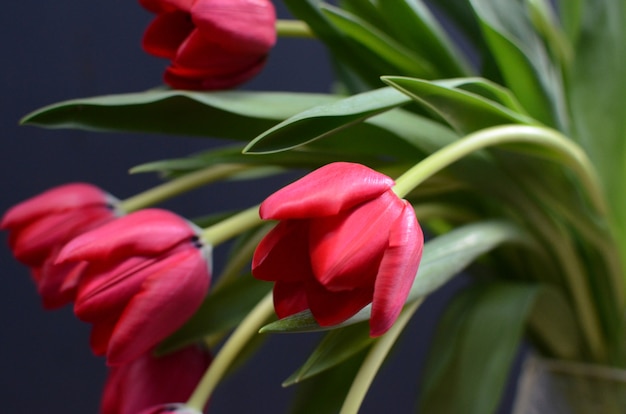 Flor tulipa vermelha em fundo preto