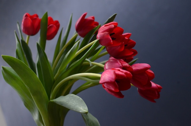 Flor tulipa vermelha em fundo preto