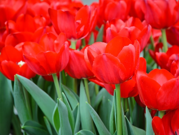 Flor tulipa vermelha linda no campo