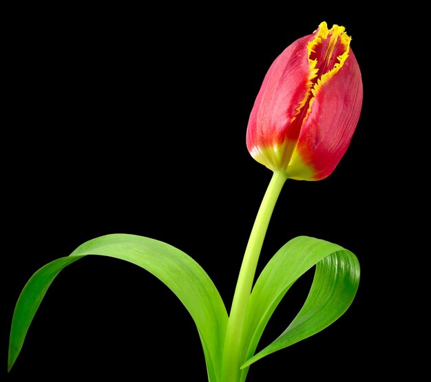 Flor tulipa vermelha