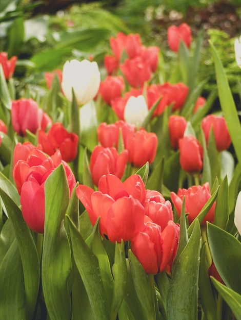 Flor tulipa