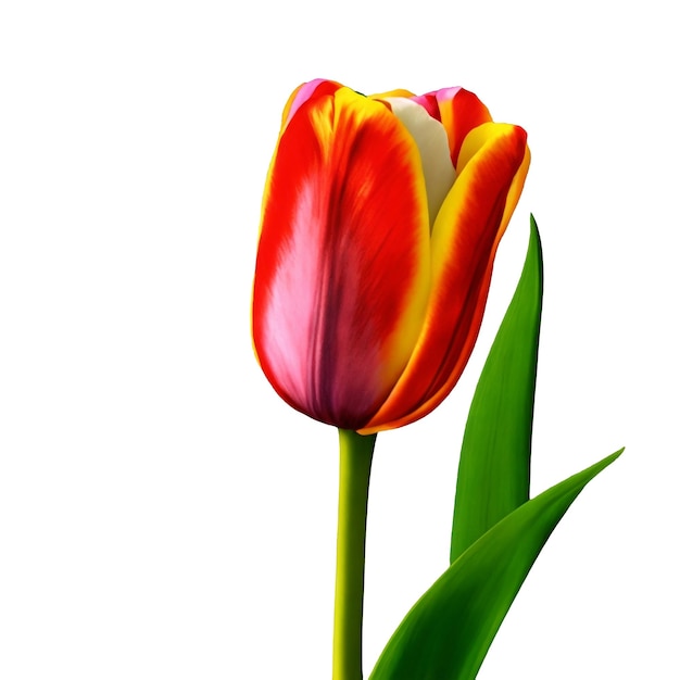 Flor de tulipán 3d realista en fondo blanco con hojas Diseño de flor de tulipán rojo Ultra alta HD