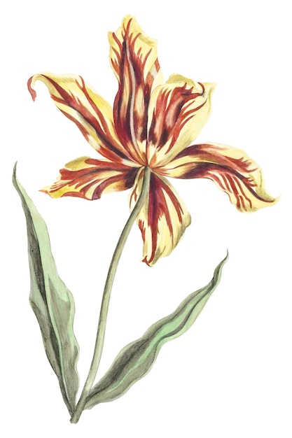 La flor del tulipán adhesivo png vintage botánico