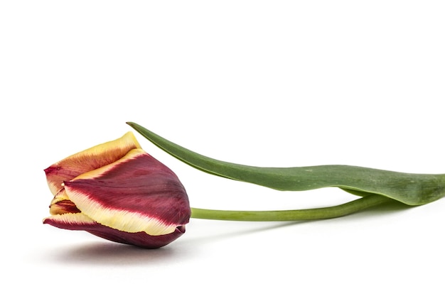 La flor del tulipán aislada sobre un fondo blanco