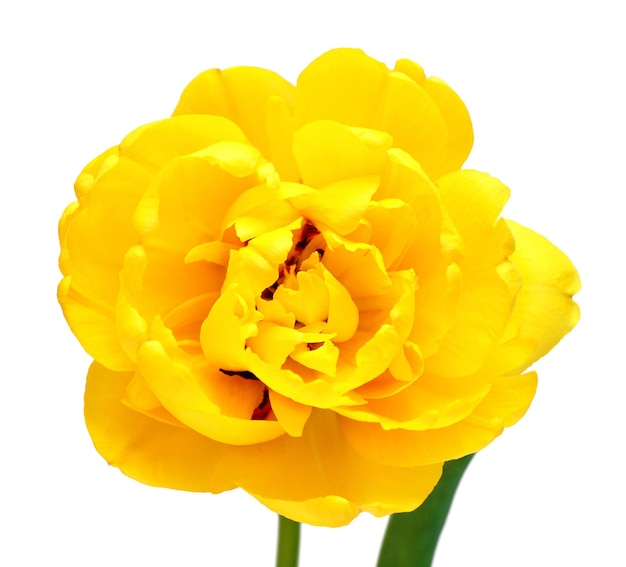 Flor de tulipán amarilla aislada sobre un fondo blanco