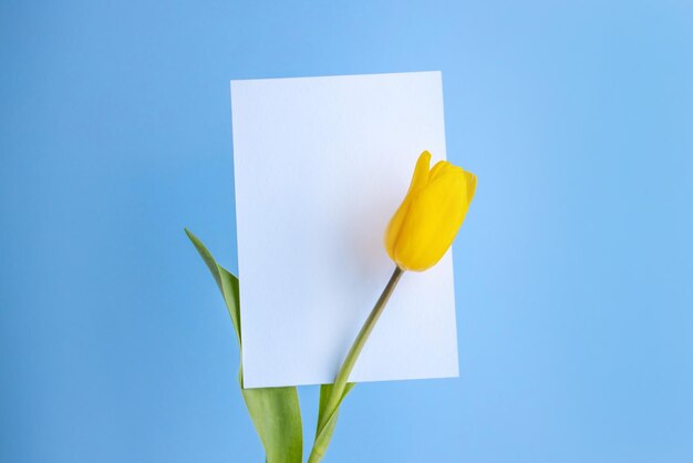 Flor de tulipán amarillo y espacio de copia de tarjeta postal blanca sobre fondo azul conflicto ucrania de rusia ucrania