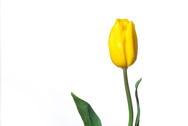 Flor de tulipán amarillo sobre fondo blanco.