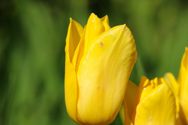 flor de tulipán amarillo sobre un fondo verde borroso