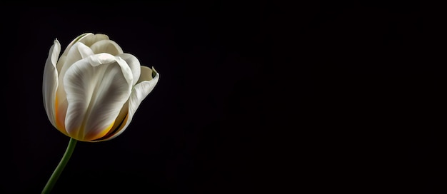 flor de tulipán blanco oscuro en fondo negro